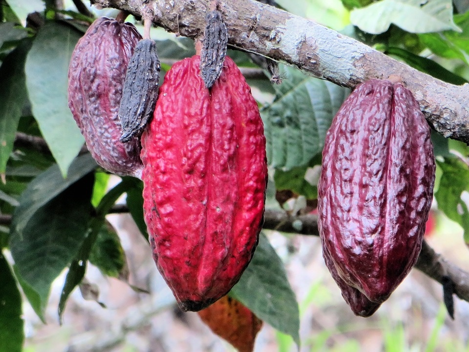 Какао экстракт (theobroma cacao extract)
