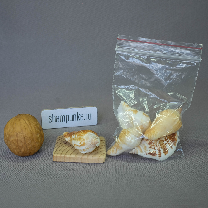 Ракушки морские Strombus Marginatus (Стромбус Маргинатус)